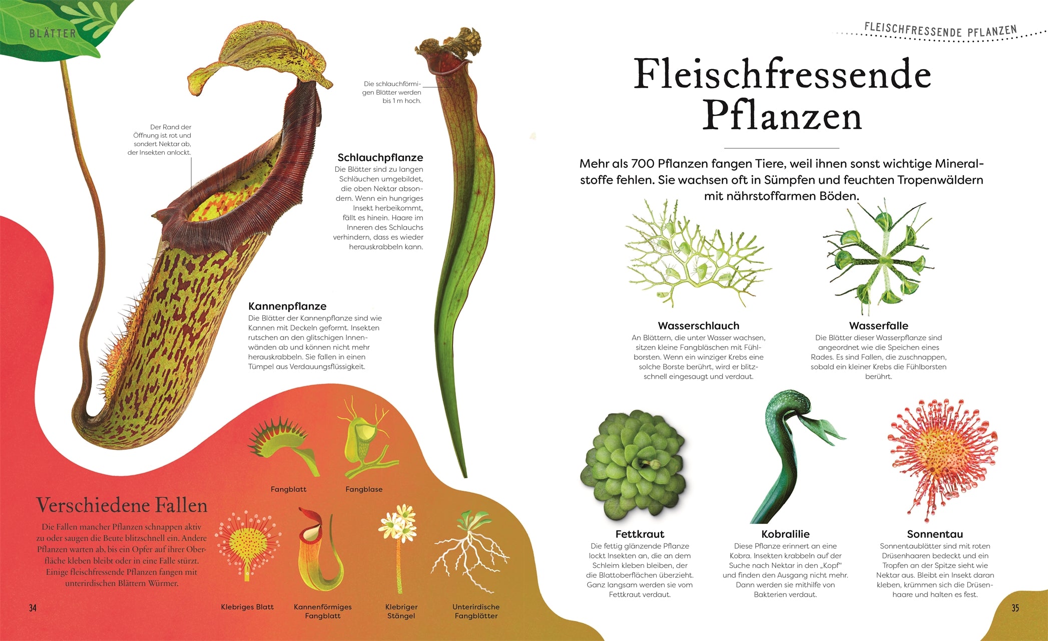 Große und kleine Schätze der Natur: Pflanzen