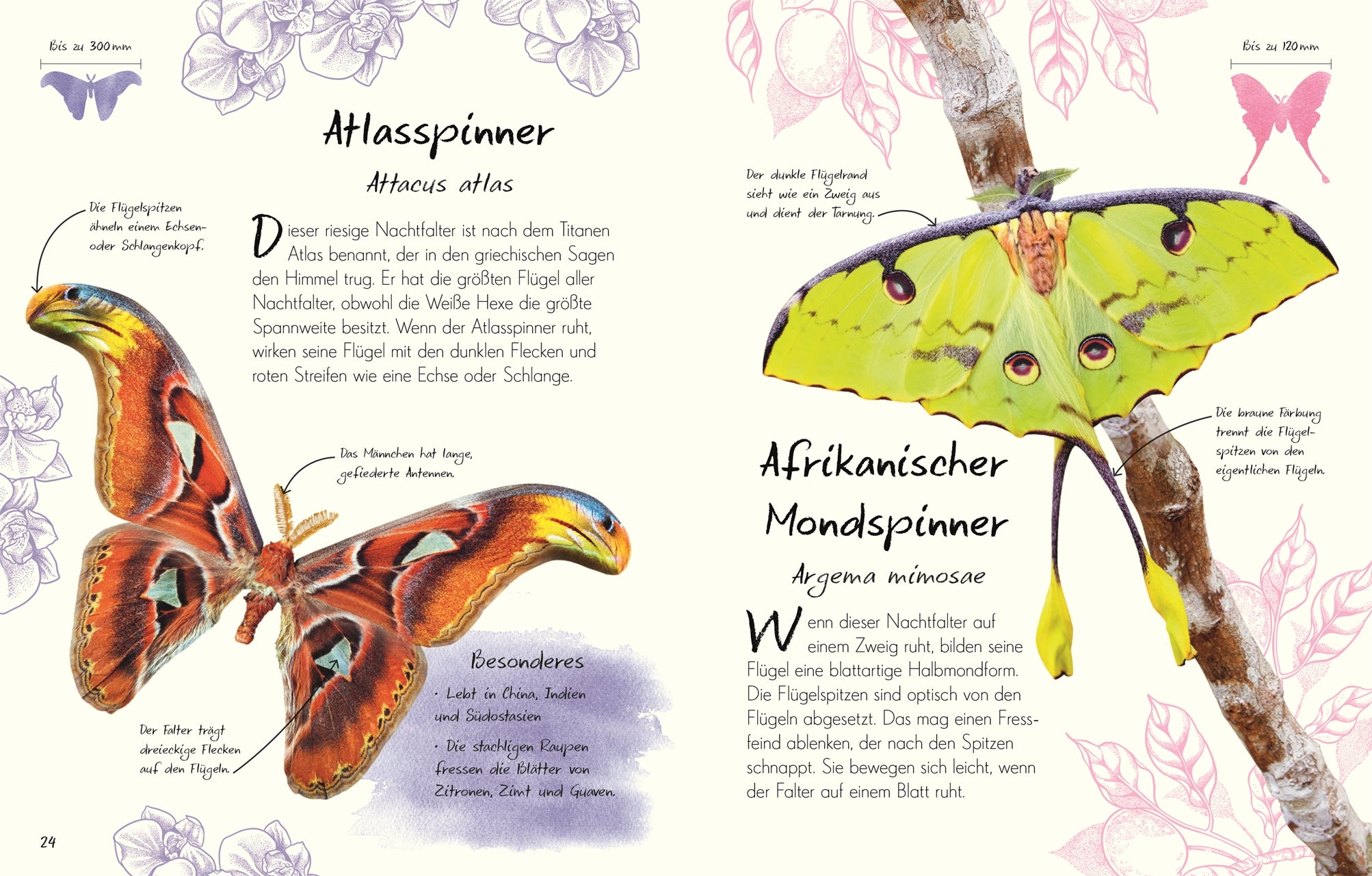 Wundervolle Welt - Kleine Schätze: Schmetterlinge