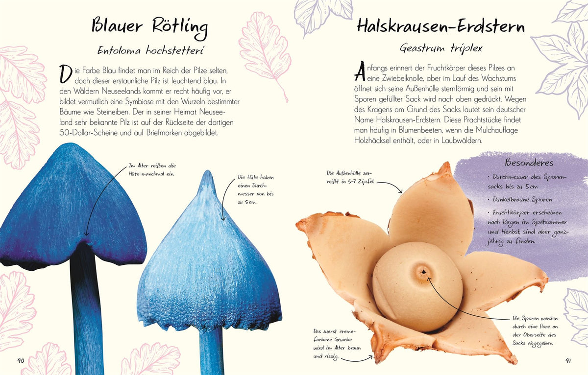 Wundervolle Welt – Kleine Schätze: Pilze