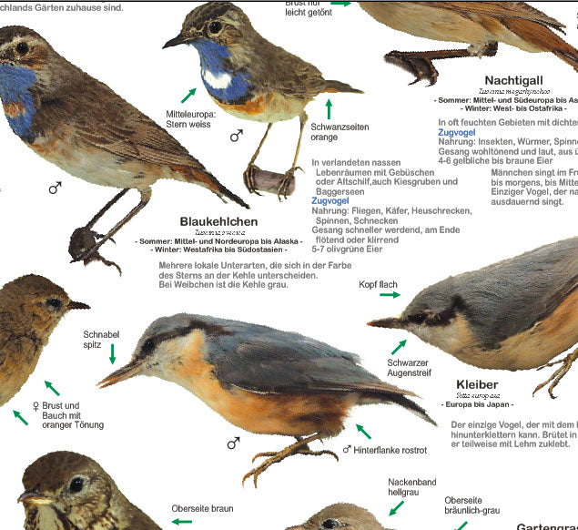 Einheimische Gartenvögel Poster
