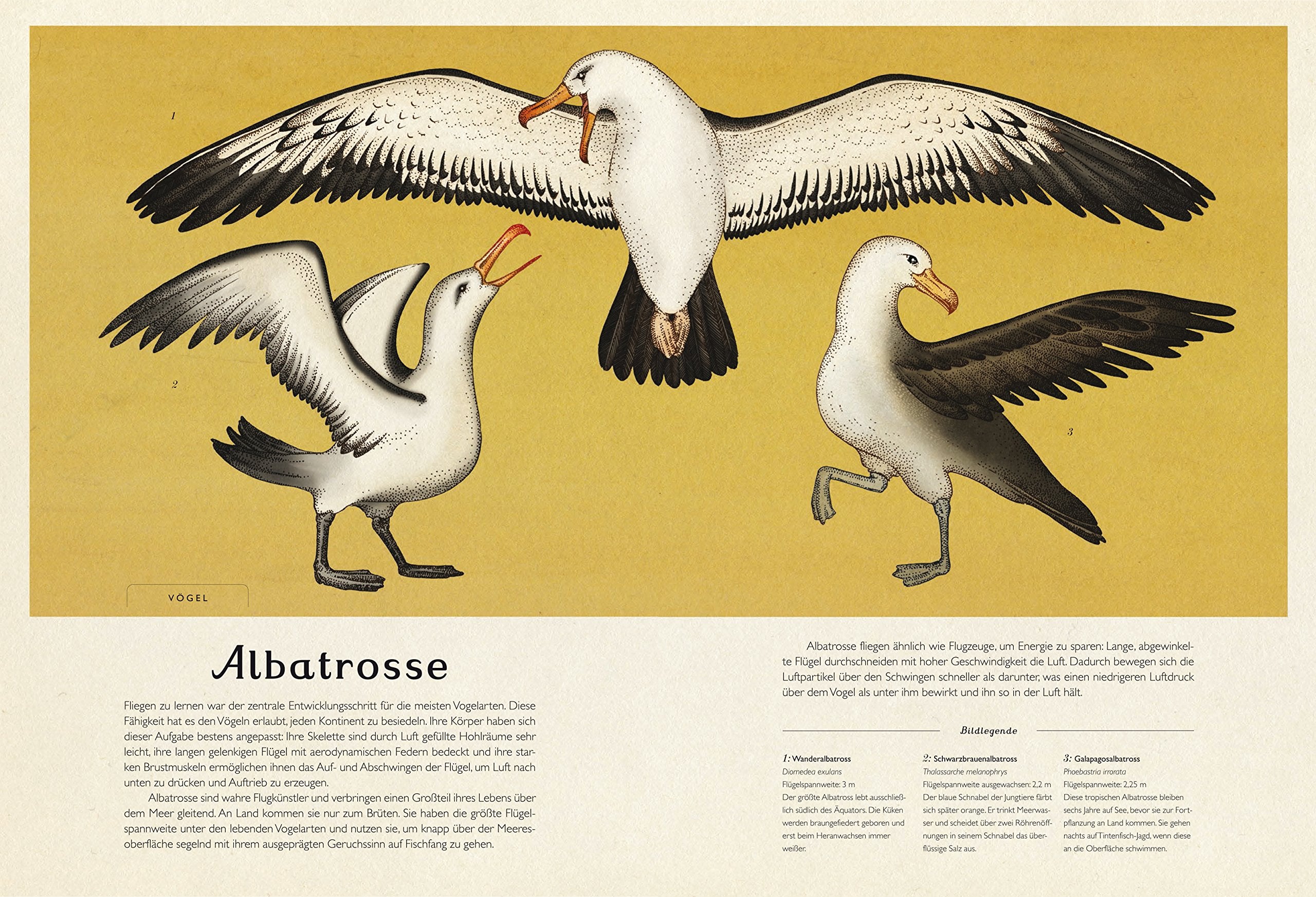 Das Museum der Tiere