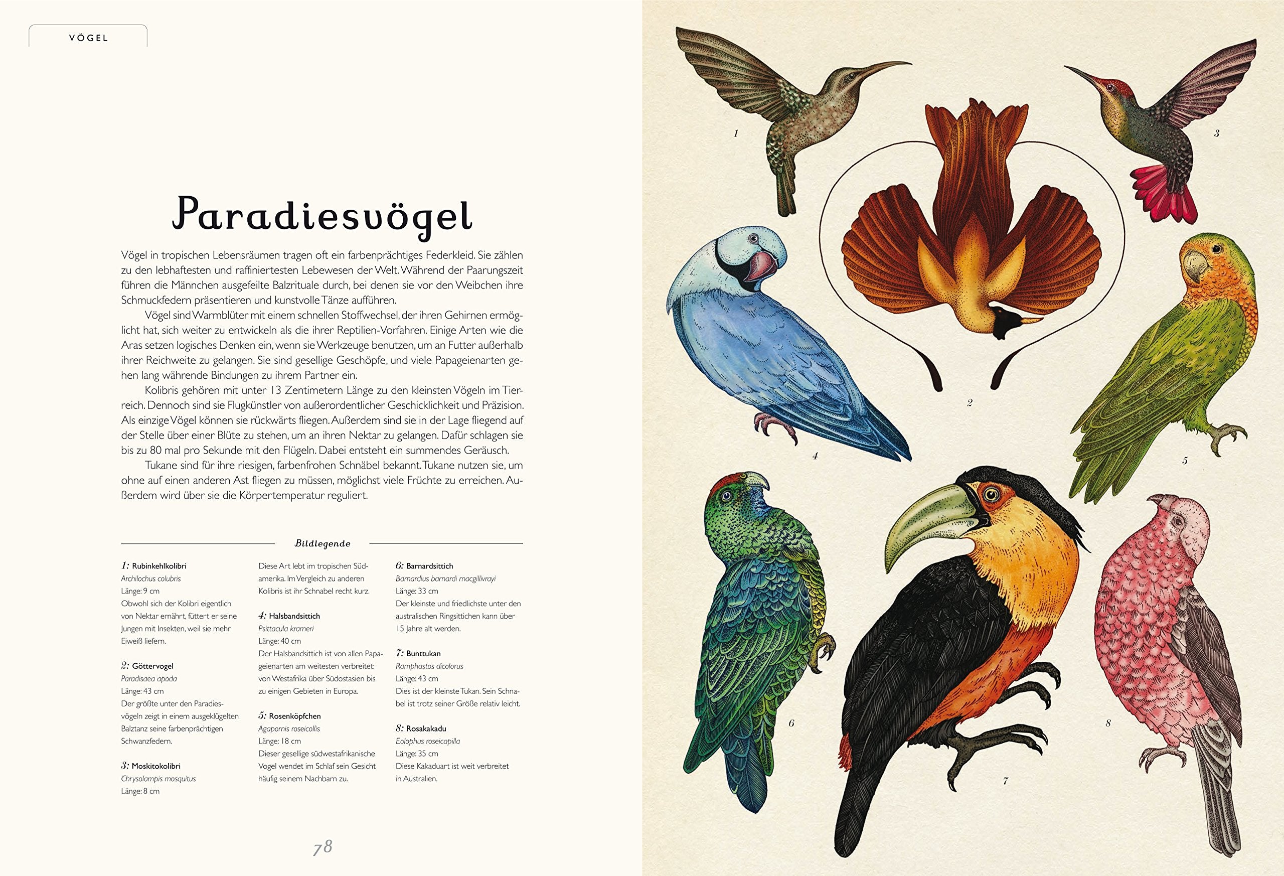 Das Museum der Tiere