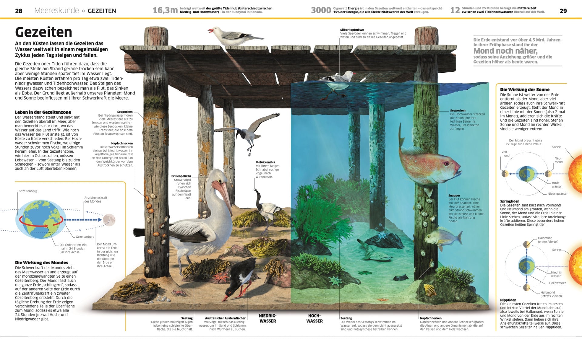 Ozeane - Meereswelten - DK Wissen