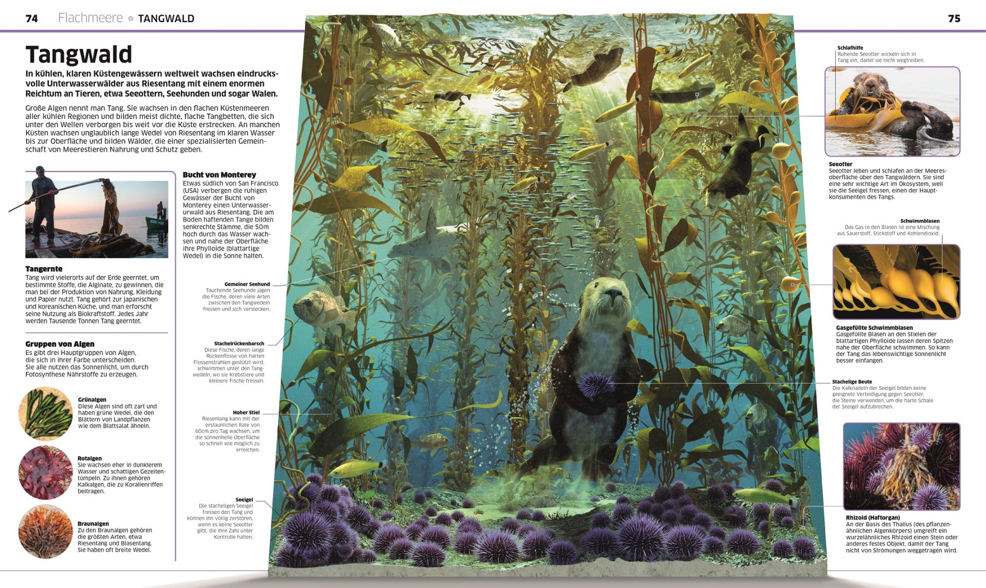 Ozeane - Meereswelten - DK Wissen