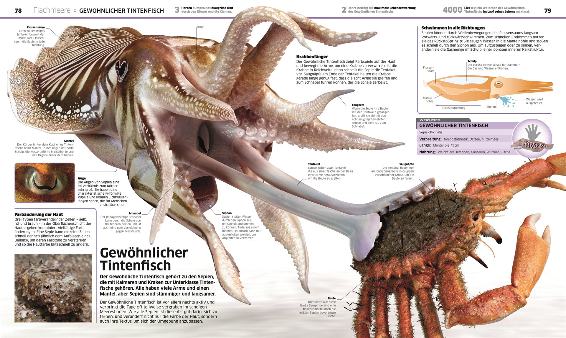 Ozeane - Meereswelten - DK Wissen