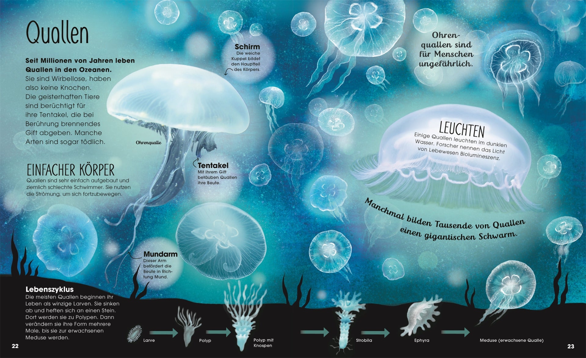 Die verborgene Welt der Ozeane