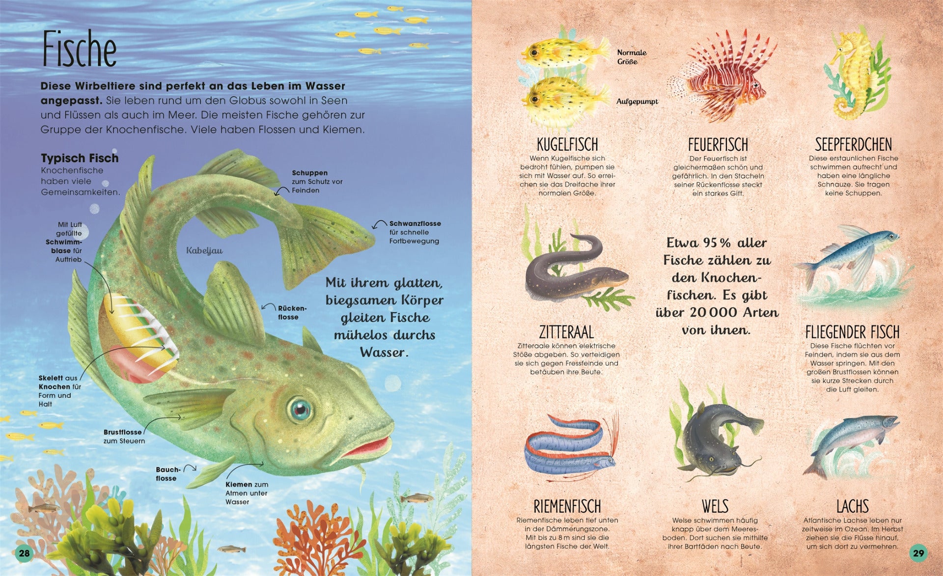 Die verborgene Welt der Ozeane