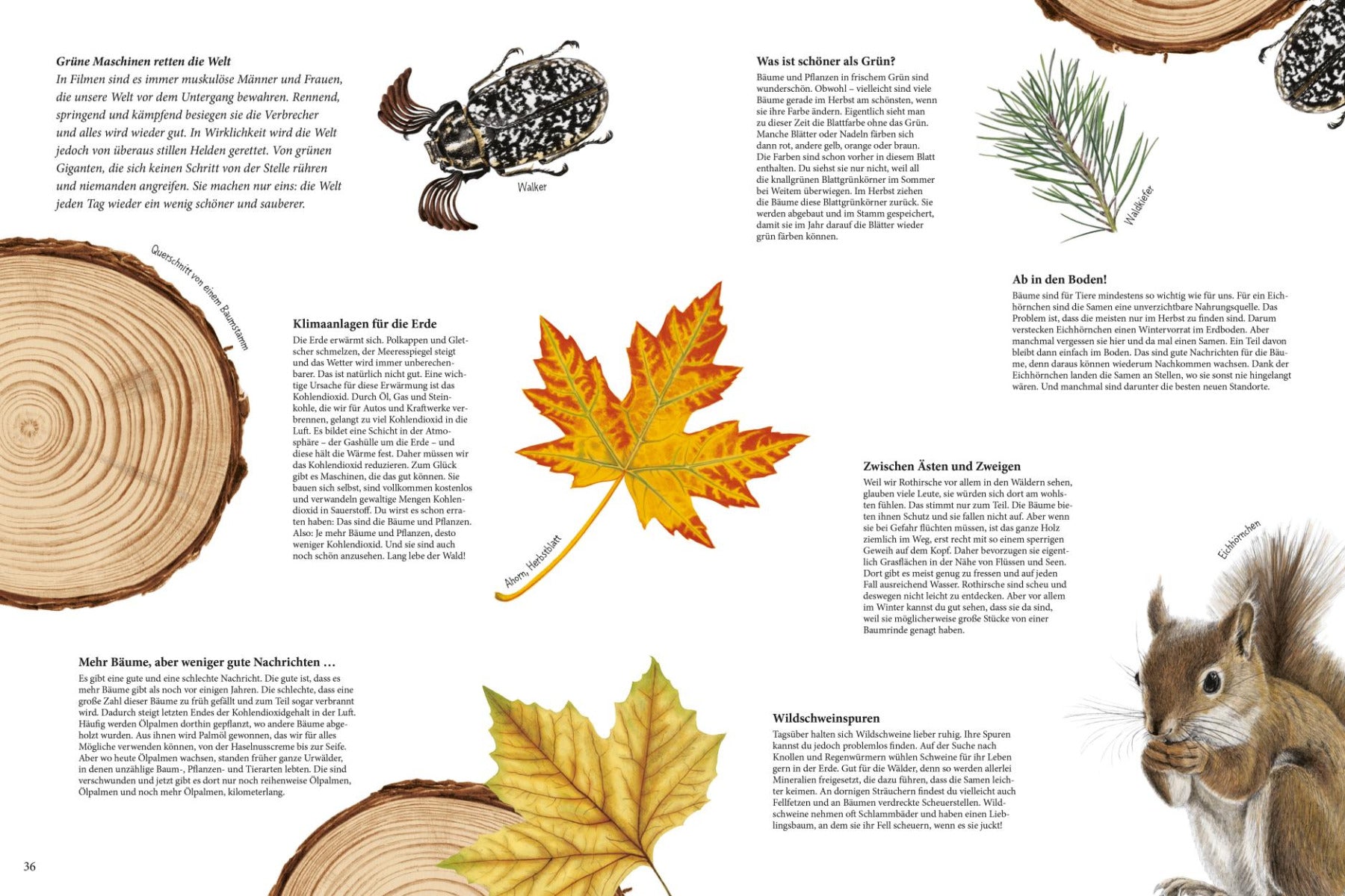 Wunderwelt Wald von Jan Paul Schutten