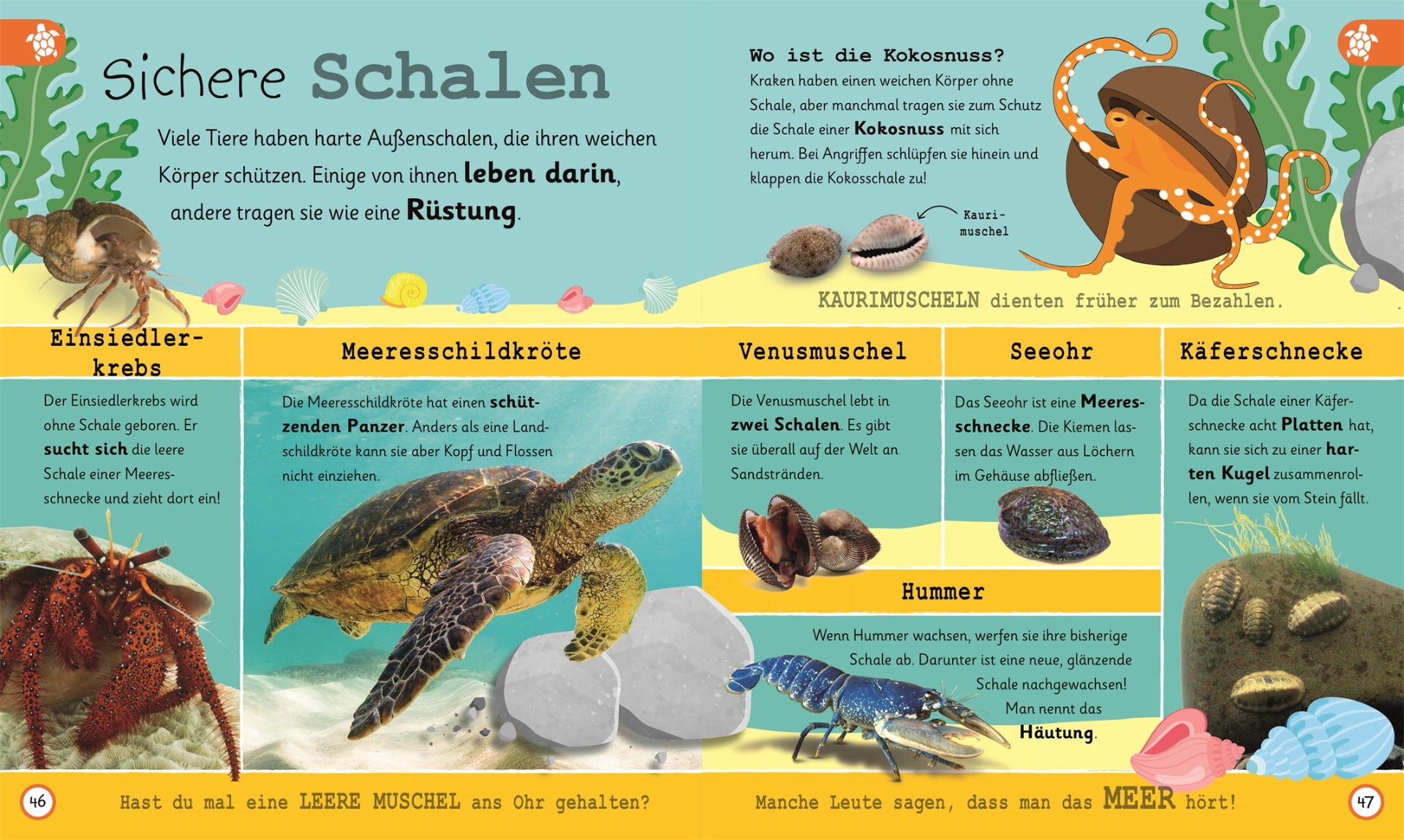 Wissen für Vorschulkids. Was weißt du über Ozeane?