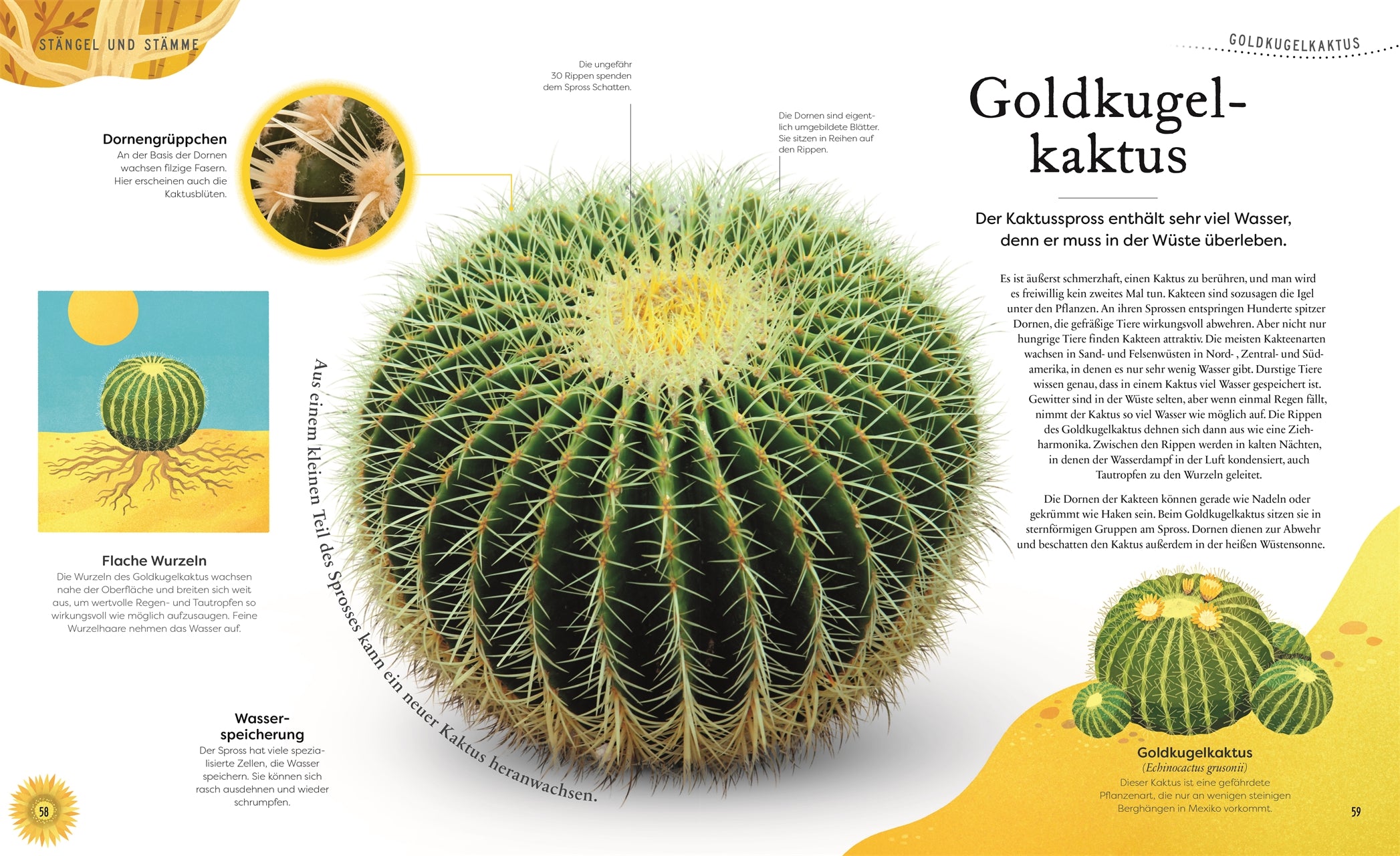 Große und kleine Schätze der Natur: Pflanzen