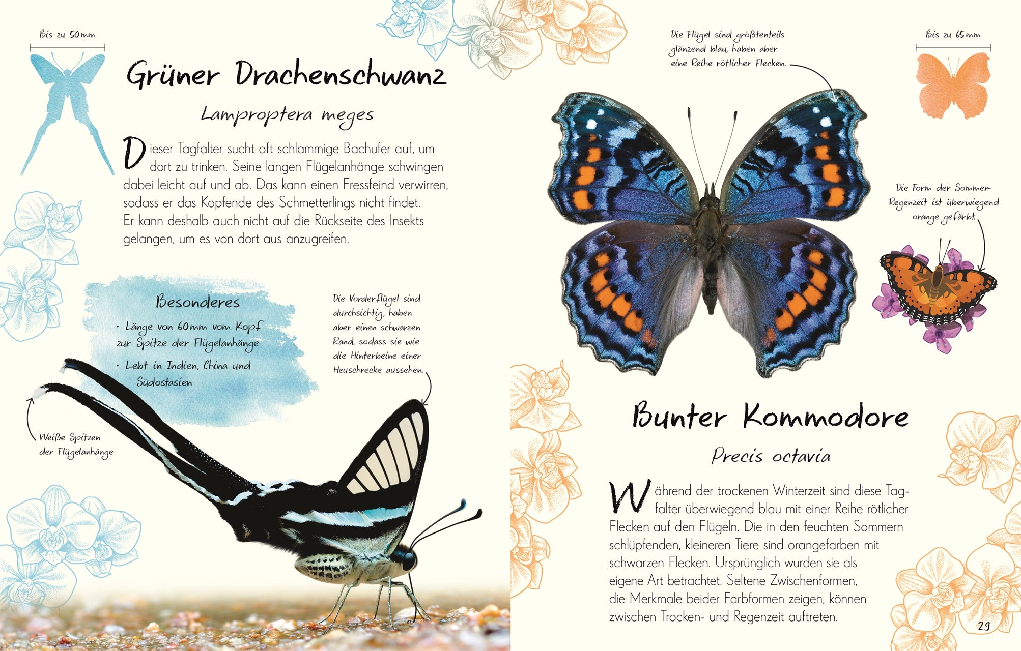 Wundervolle Welt - Kleine Schätze: Schmetterlinge
