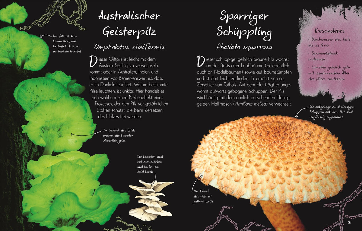 Wundervolle Welt – Kleine Schätze: Pilze