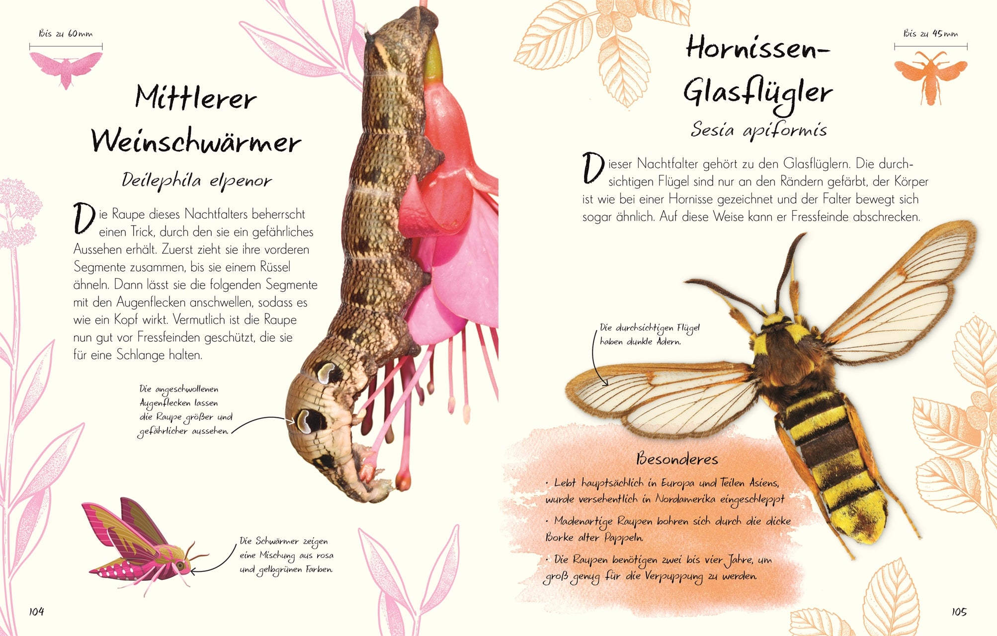 Wundervolle Welt - Kleine Schätze: Schmetterlinge