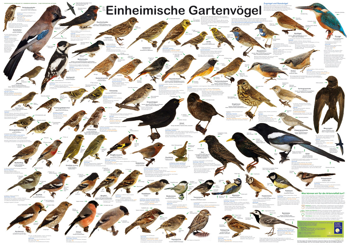 Einheimische Gartenvögel Poster